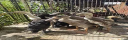 Ducks poultry for sale: Indian Runner Ducklings - Advert 1