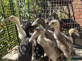 Ducks poultry for sale: Indian Runner Ducklings - Advert 1