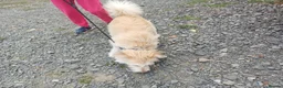 Mixed Breed dogs for adoption: 🐾💛 EMILY – A GENTLE SOUL FOR A LOVING HOME 💛🏡 - Advert 6