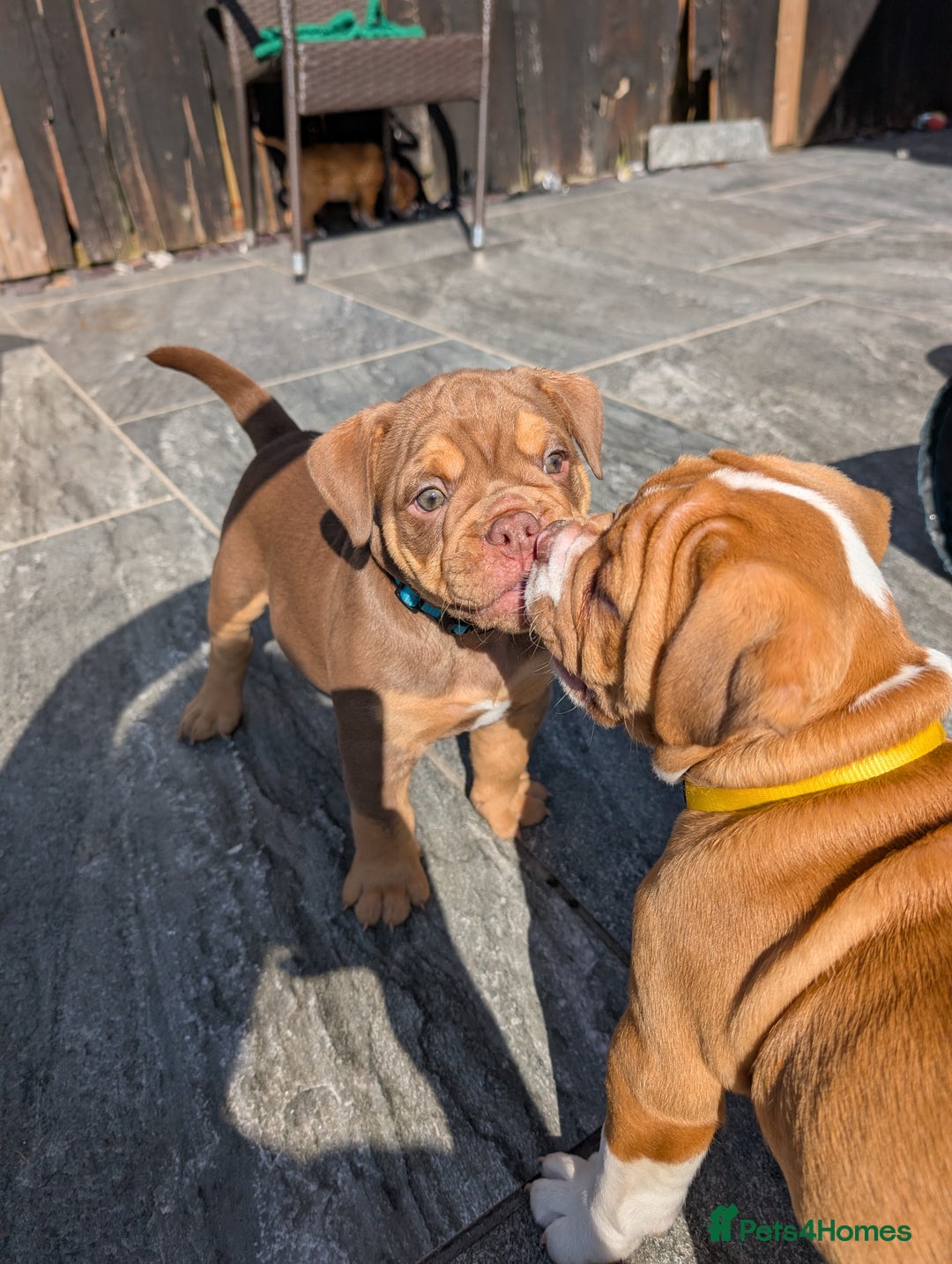 Olde English Bulldogge dogs for sale: READY TO GO, 5 left! - OEB Puppies NEBBR ✅ 3rd Gen - Image 27