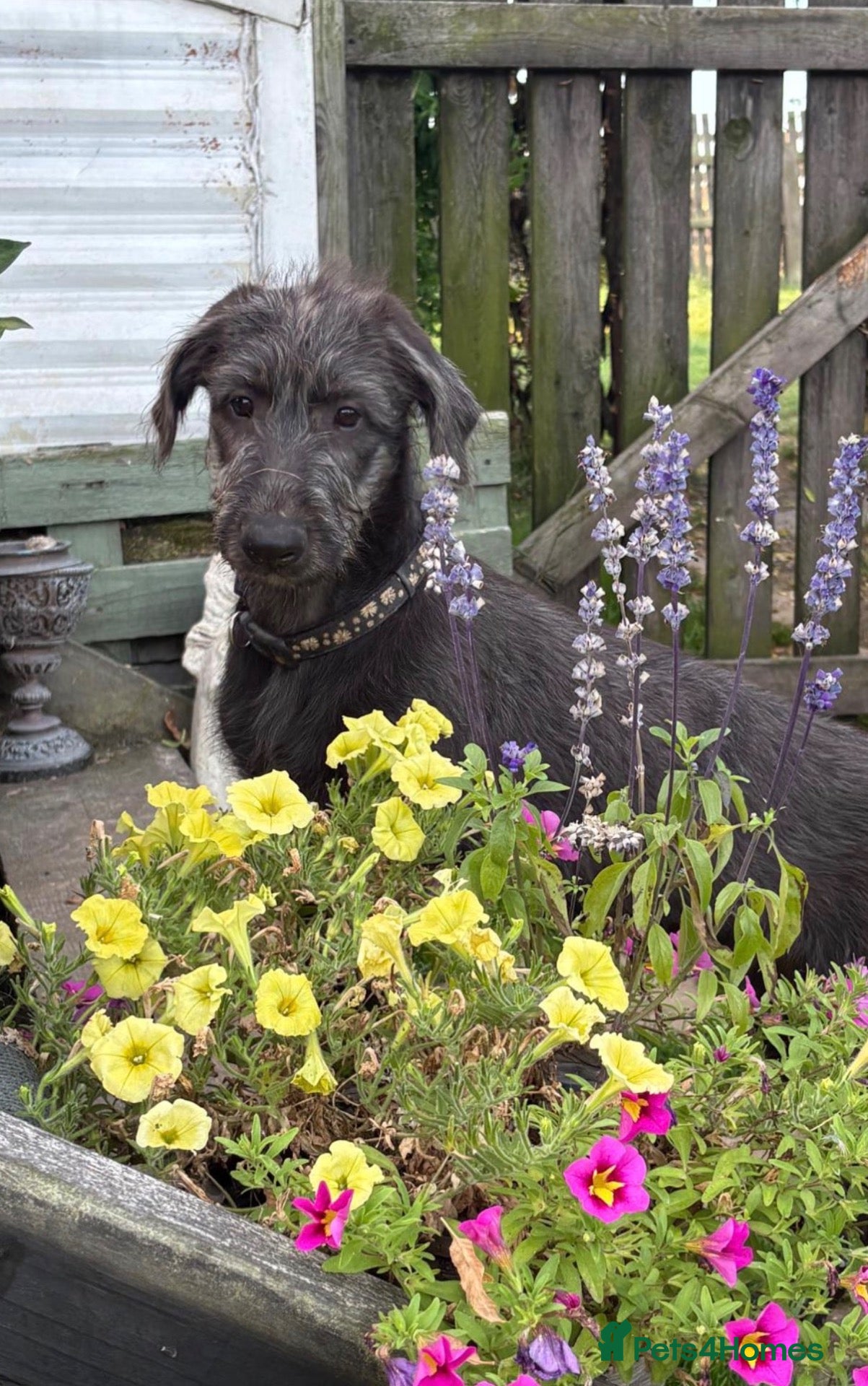 Irish Wolfhound dogs Stunning Irish Wolfhound Pups  - Advert 3