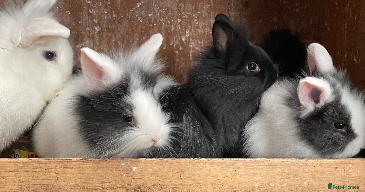 Beautiful mixed breed rabbits for sale in Lockerbie | Pets4Homes