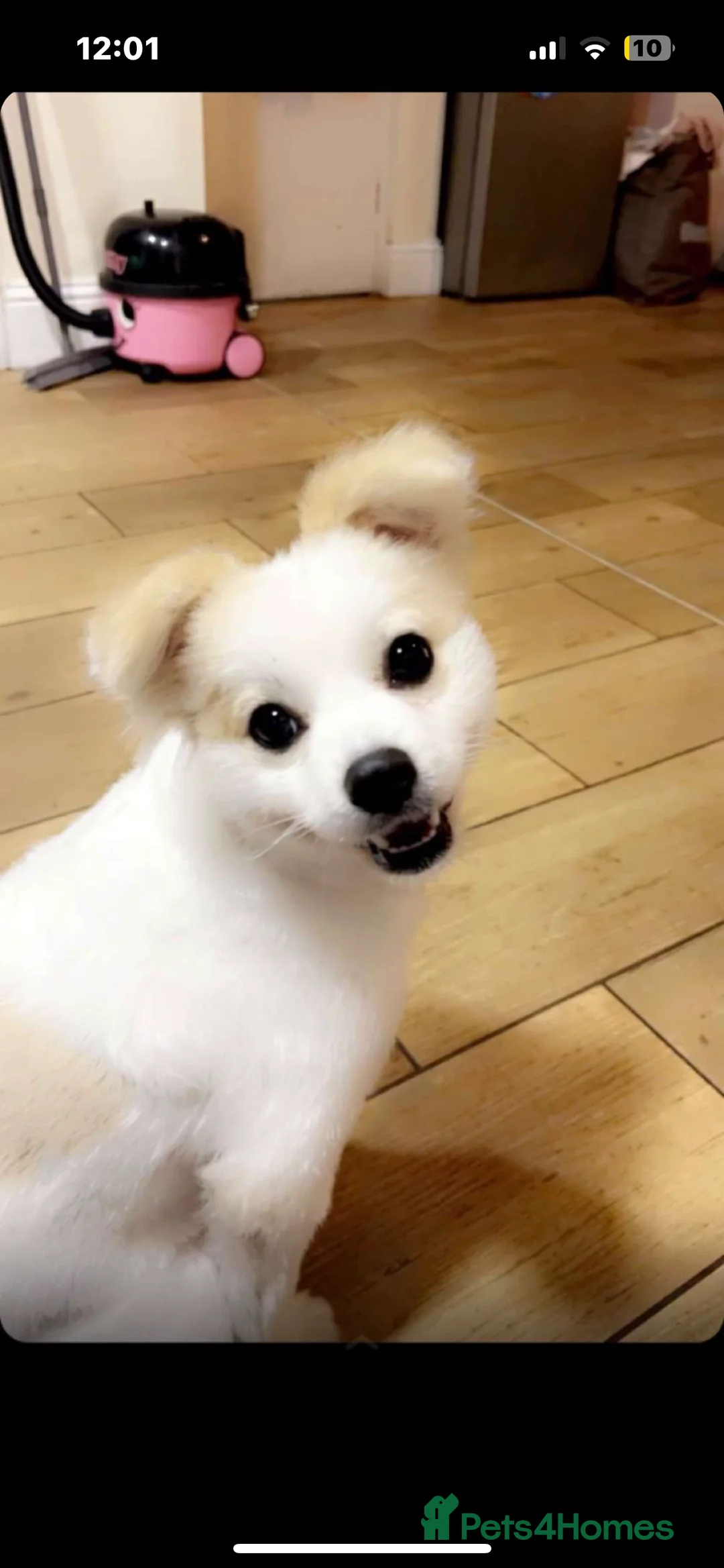 Mixed Breed dogs for sale: angel age 2 - Advert 7