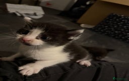 British Shorthair cats for sale: 4 adorable kittens ready for their new home!! - Image 13
