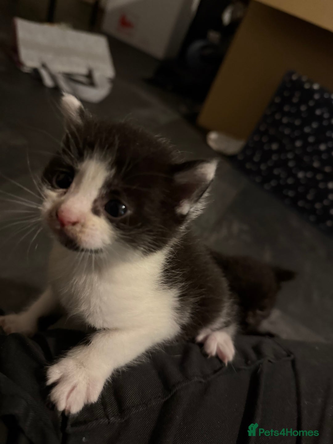 British Shorthair cats for sale: 4 adorable kittens ready for their new home!! - Image 13