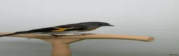Canaries birds for sale: Canary  - Advert 4