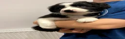 Mixed Breed dogs for sale: Adorable Bearded Collie X Border Collie puppies in Chesterfield - Advert 9