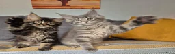Maine Coon cats for sale: Maine coon kittens  - Advert 7