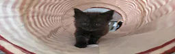 Maine Coon cats for sale: Beautiful 100% Maine coin kittens - Advert 21