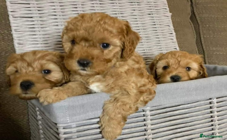Cavapoo dogs - Advert 1