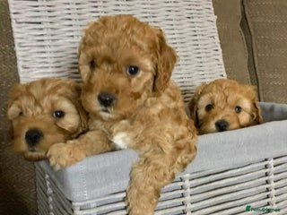 Cavapoo dogs - Advert 19