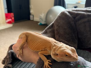 Bearded Dragon reptiles Bearded dragon - Advert 4