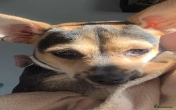 Mixed Breed dogs for sale: 23 month old chihuahua x border terrier female  - Image 4