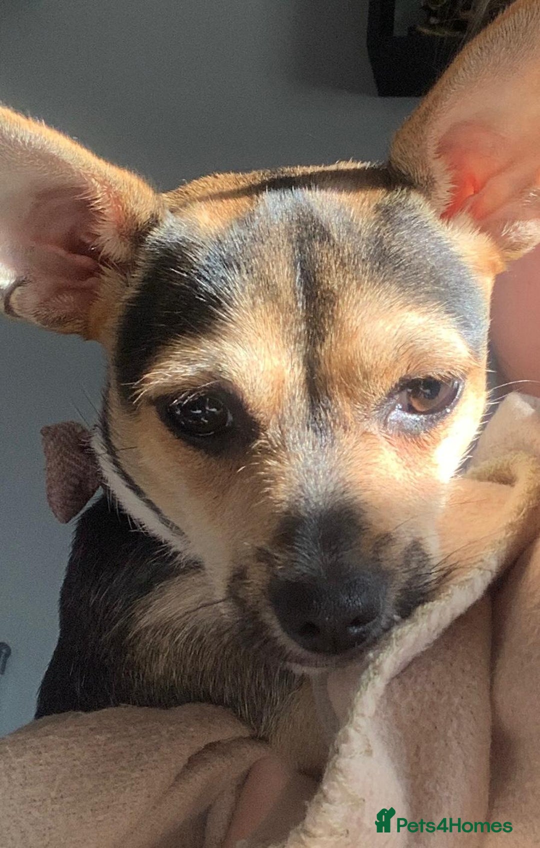 Mixed Breed dogs for sale: 23 month old chihuahua x border terrier female  - Image 4