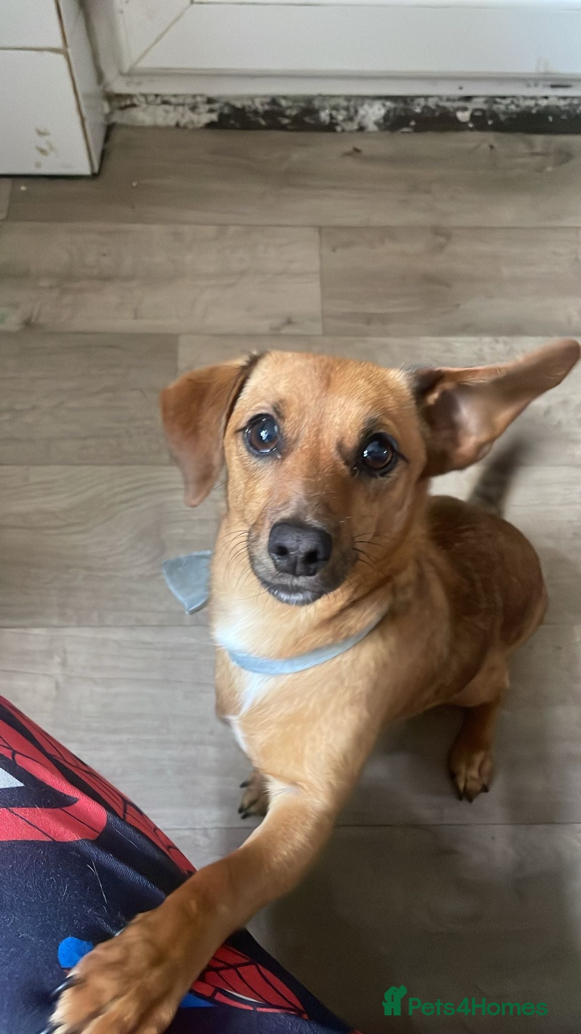 Mixed Breed dogs Ruby the weiner cross PRICE NEGOTIABLE  - Advert 4