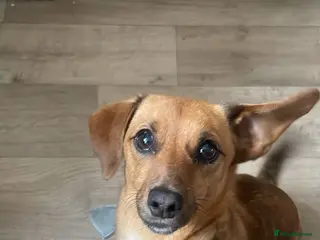 Mixed Breed dogs Ruby the weiner cross - Advert 3