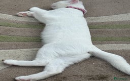 Mixed Breed cats for sale: Female kitten - Image 1