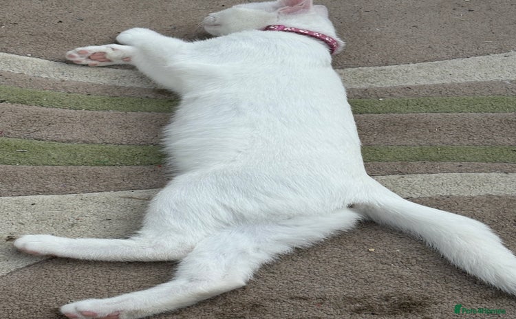 Mixed Breed cats for sale - Advert 2