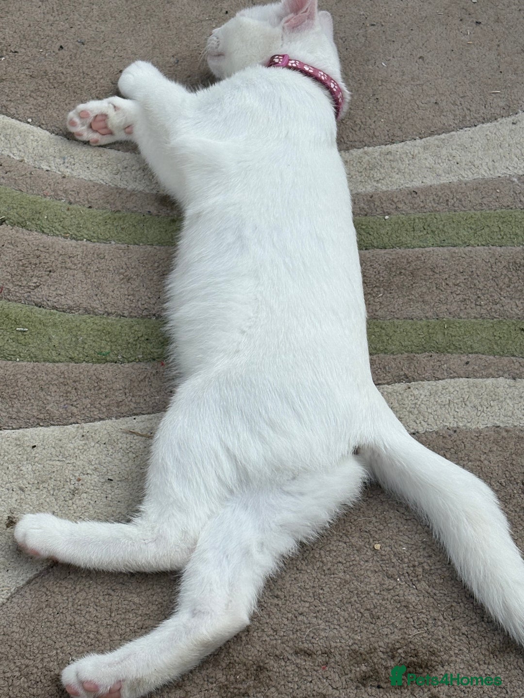 Mixed Breed cats for sale: Female kitten - Image 1