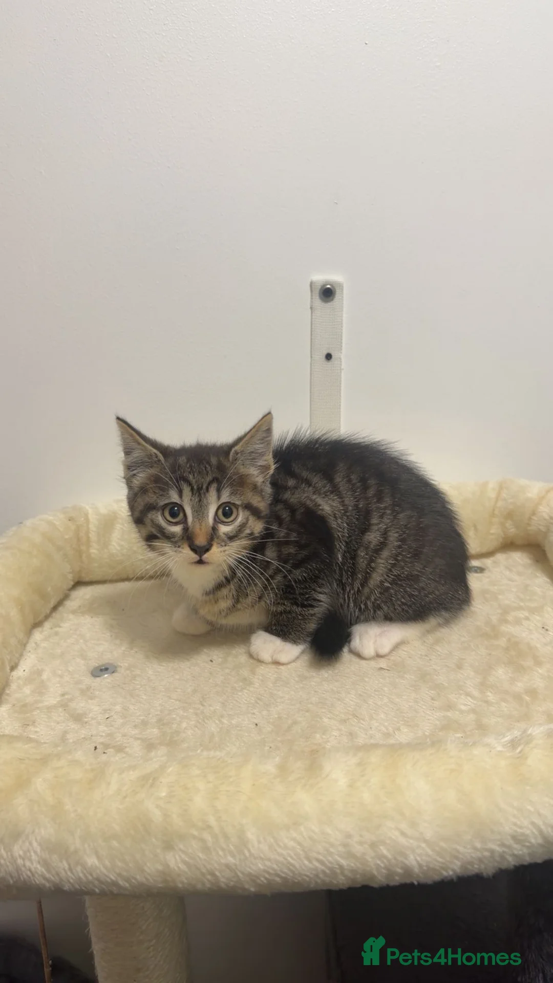Mixed Breed cats for sale: Tabby kitten  - Advert 5