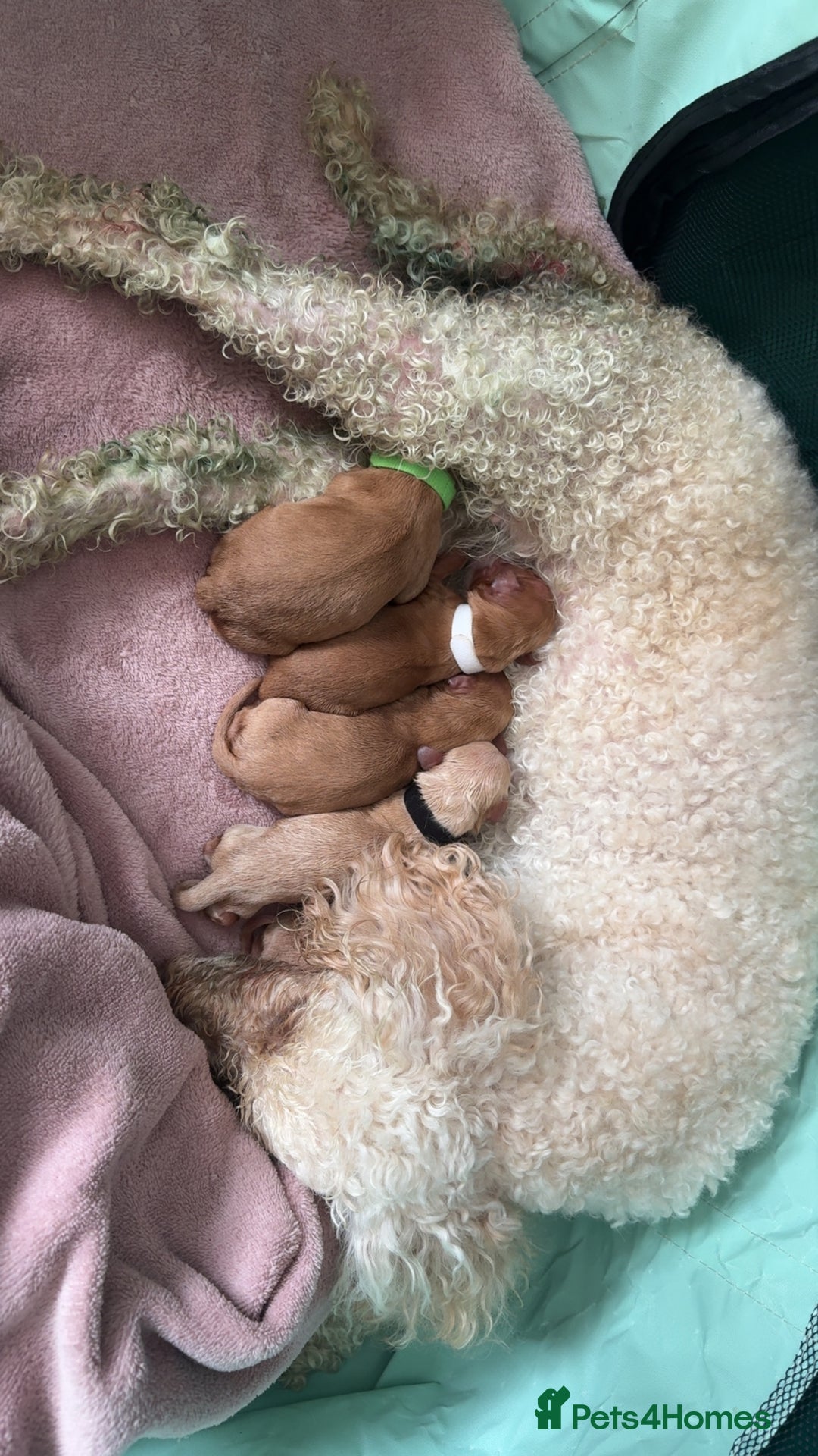 Cockapoo dogs for sale: Beautiful F1 Cockapoos  - Image 14