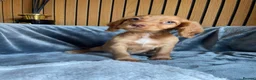 Cocker Spaniel dogs for sale: KC reg Working cockers - Outstanding pedigree - Advert 29