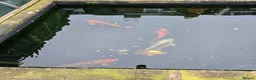 Koi Carp fish for sale: Pond Fish / Koi for Sale. in Stoke-on-Trent - Advert 5