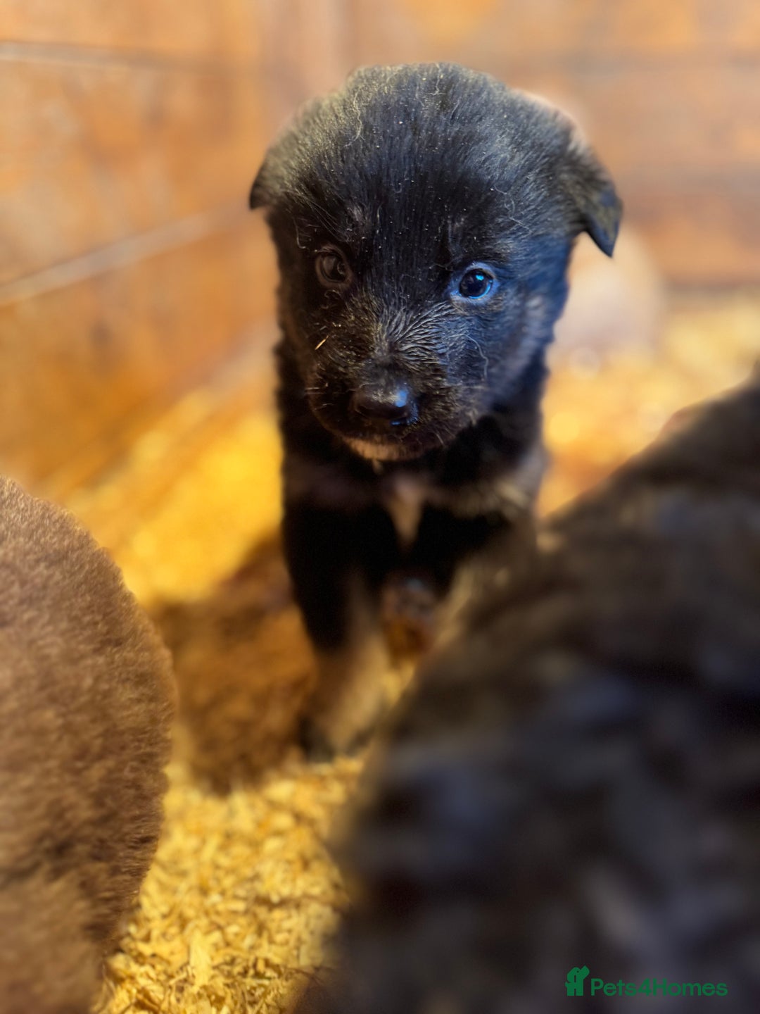 Mixed Breed dogs for sale: Alaskan malamute x German shepherd puppies  - Advert 3