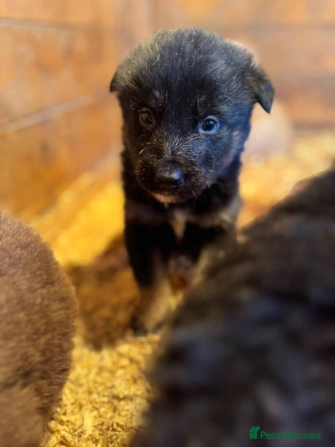 Mixed Breed dogs for sale: German shepherd x malamute puppies  - Advert 6