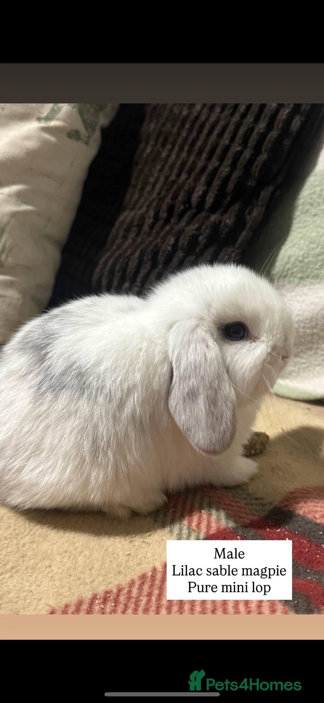 Mini Lop rabbits for sale: Gorgeous mini lop & lion lop babies  - Advert 17