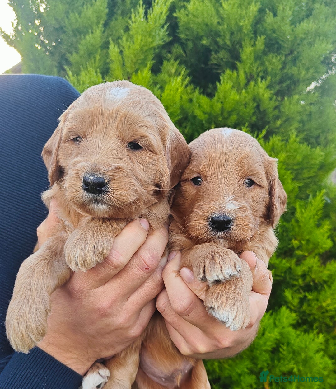 Mini Goldendoodle dogs for sale: *REDUCED* Adorable Red & Apricot Goldendoodles - Advert 21