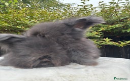Angora rabbits for sale: Harlequin and blue (grey ) angoras  - Image 15