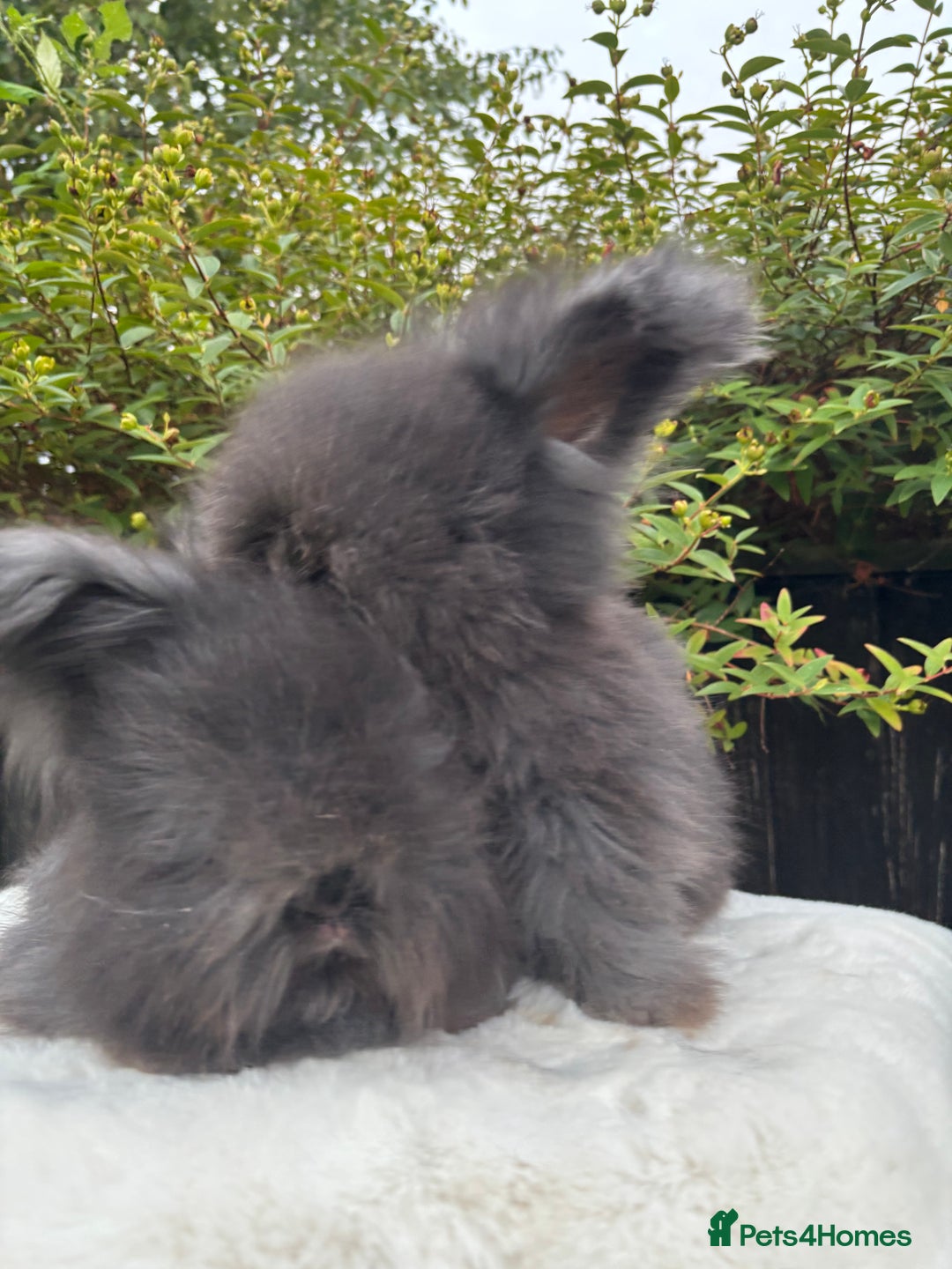 Angora rabbits for sale: Harlequin and blue (grey ) angoras  - Image 15