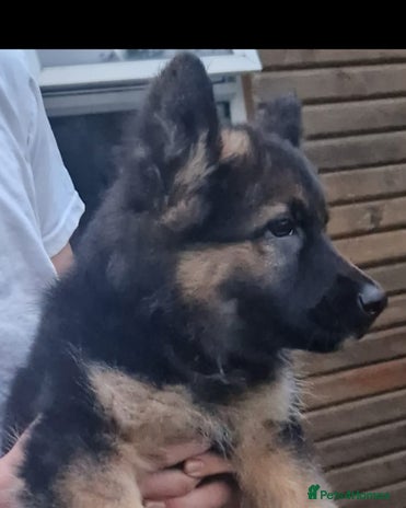 Double Coat German Hyderabad Olx Olx German Shepherd Puppies For