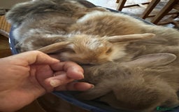 Mini Lop rabbits for sale: Mini lop baby bunnies, show parents - Image 3