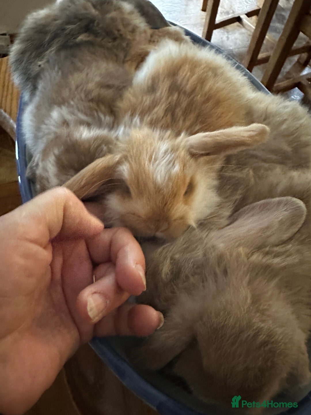Mini Lop rabbits for sale: Mini lop baby bunnies, show parents - Image 3