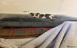 Whippet dogs for sale: Whippets  - Image 12