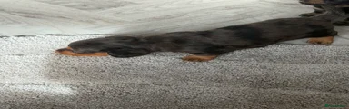 Miniature Dachshund 1