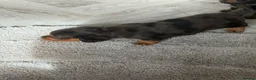 Miniature Dachshund dogs for sale: Long haired miniature dachshund Puppies  in Salford - Advert 17