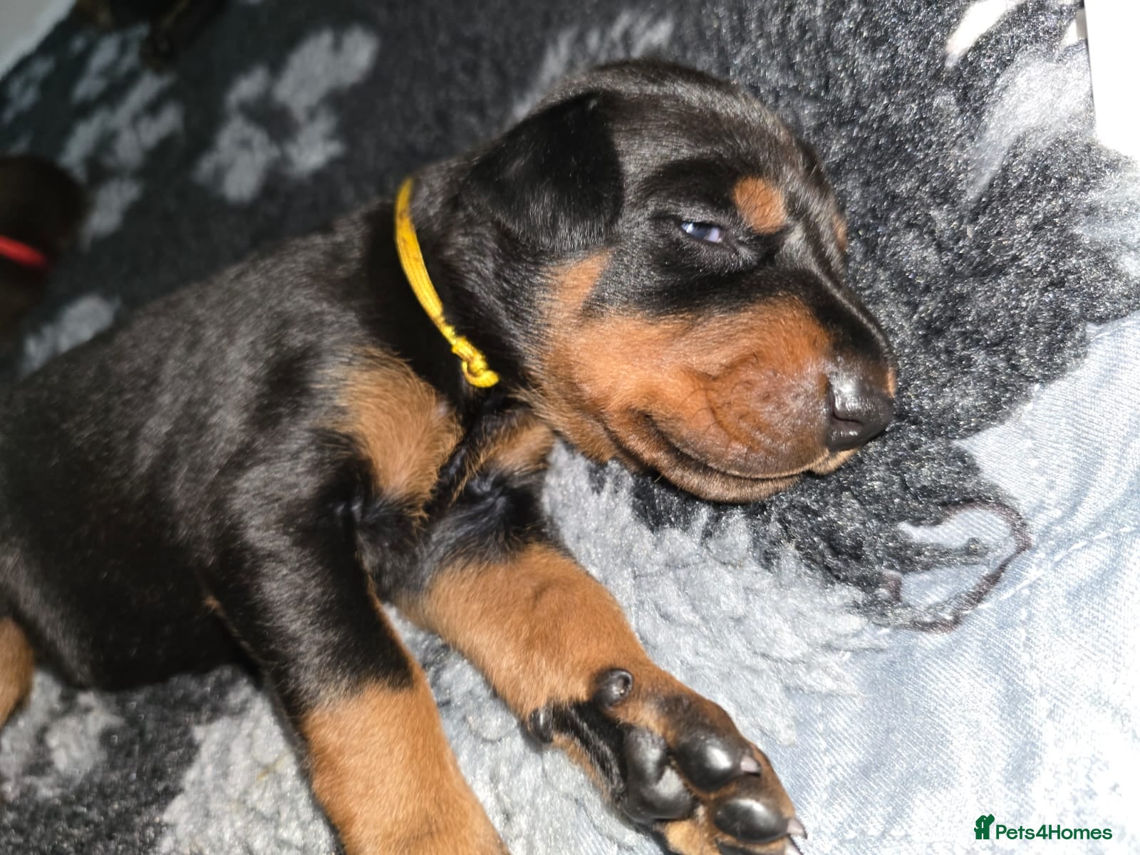 Dobermann dogs HEALTH TESTED, HOME REARED, STUNNING DOBERMAN PUPS - Advert 2
