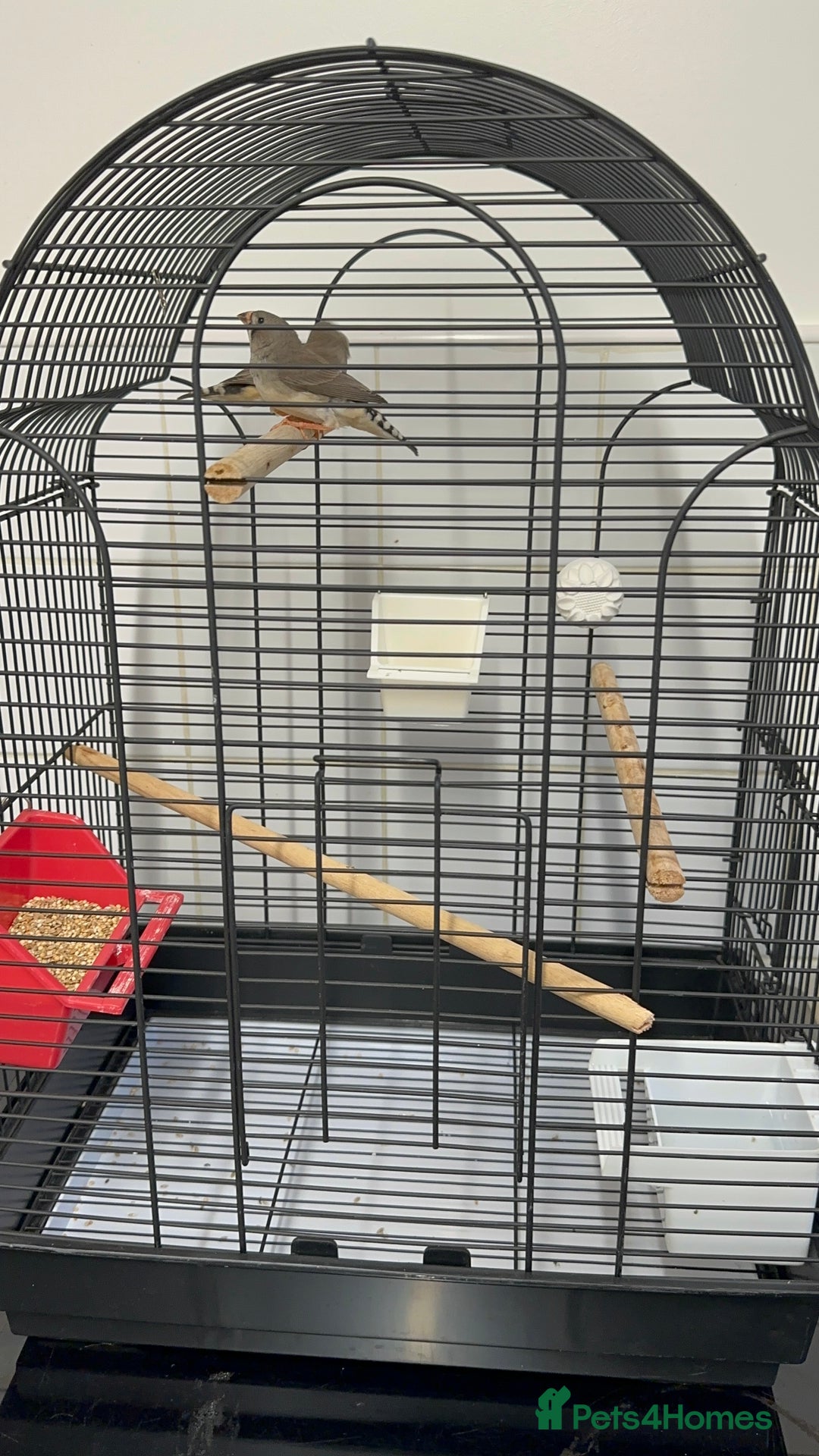 Finches birds for sale: Baby Zebra Finches & Cage - Advert 5