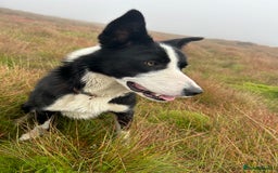 Border Collie dogs for sale: dog for sale - Image 6
