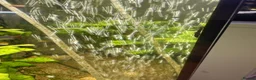 Corys fish for sale: 4-Year Established 120L Community Aquarium - Advert 7