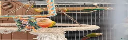 Conures birds for sale: Full aviry(20+)3 baby Green cheek conures  in Edgware - Advert 6