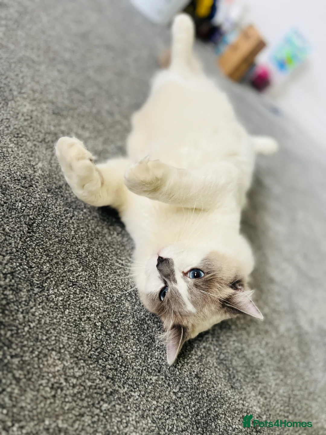 Ragdoll cats for sale: Ragdoll Beautiful Cat - Advert 1