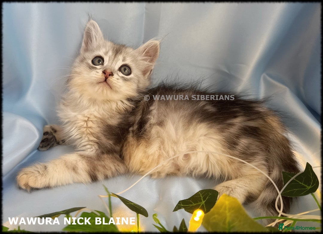 Siberian cats for sale: Siberian Kittens Available for Reservation!  - Image 2