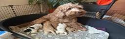 Cockapoo dogs for sale: Our beautiful cockerpoo babies  in Lingfield - Advert 2