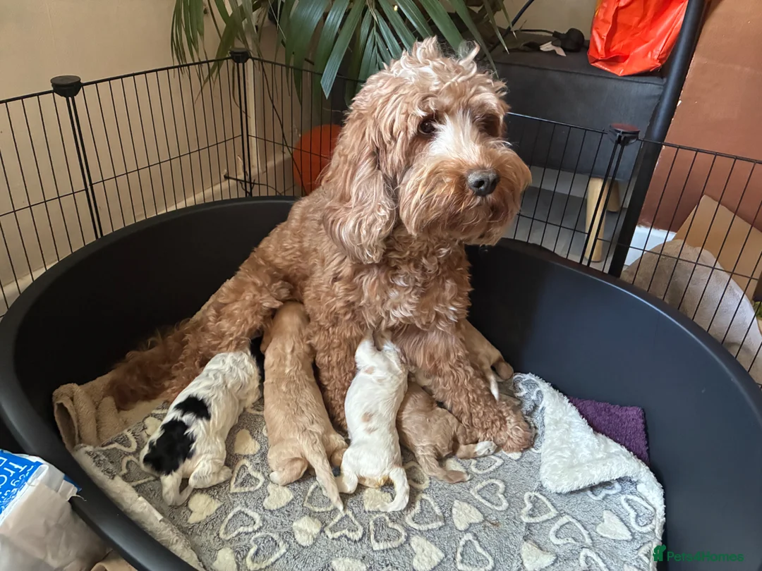 Cockapoo dogs for sale: Our beautiful cockerpoo babies  in Lingfield - Advert 2