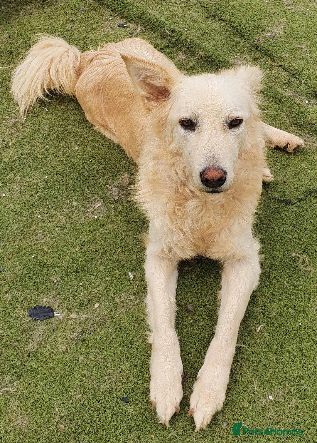 Mixed Breed dogs for adoption: Travis is looking for his perfect family x in Ayr - Advert 4