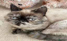Exotic cats for sale: Fawn colour point Merle Exotic  - Image 10